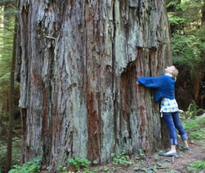Redwood treehugger