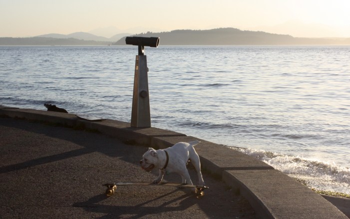 Skateboarding bulldogs at Alki Beach