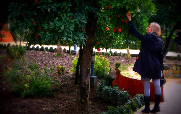 The mild Mediterranean climate of Southern Spain make it ideal for growing food year round. Citizens of Seville and Cordoba annually forage the trees in the public realm in organized groups that strengthen the town's sense on community and place. Towns such as Cordoba and Seville provide wonderful examples of urban agriculture as a formal design and cultural identity. The fruit in these Spanish cities are not private orchards. Instead, they are found in the public realm and together they create a network of fruit trees which can be considered a disperse urban agricultural system, cared for by and available to all. The fruit is harvested in a variety of ways, from spontaneous fruit consumption by a wandering individual to larger organized neighborhood work parties.