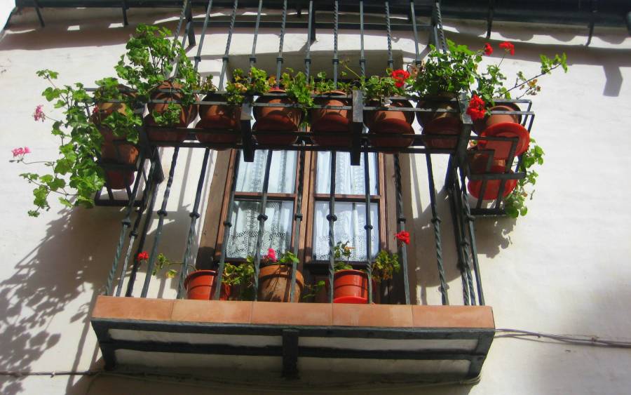Quick green glances: Sevilla residents make use of every space to enjoy a bit of green... 