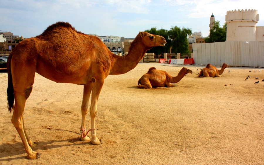 Before the car, camels were a more traditional form of transport & can still be found near the Souq Waqif