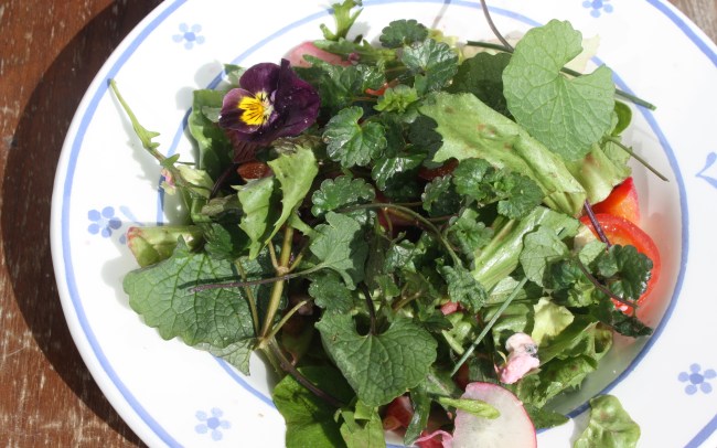 Returning home: sprucing up my salad with some balcony flowers and freshly harvested wild herbs!
