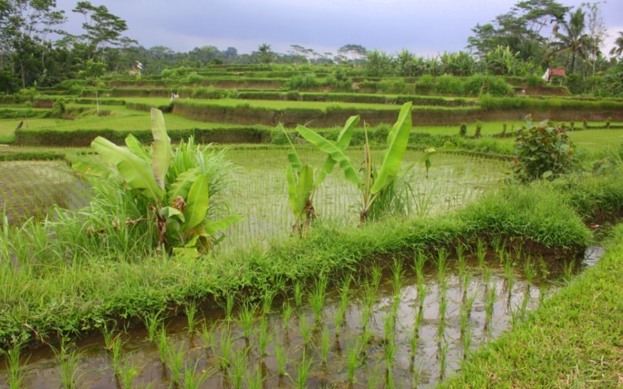 Baliense Rice Fields: Despite traffic, this remains a beautiful island – hopefully measures will be taken to preserve its charm and beauty.  Outside of the hustle & bustle of Bali's urban South, in the centre of the island, one can find Bali's famous terraced rice fields.  This system of farming which depends on balenced use and respect for the water supply is a UNESCO world heritage site –  Cultural Landscape of Bali Province: the Subak System as a Manifestation of the Tri Hita Karana Philosophy