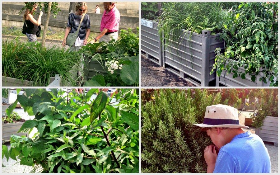 A portion of the walkway features various summer vegetables and herbs - well labelled and soon edible!