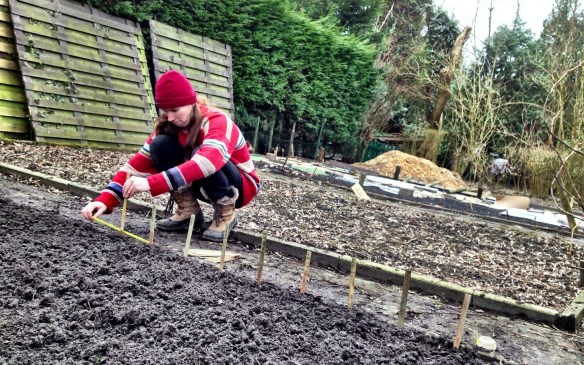 Permaculture Bed: measuring to see where to plant the fava beans and spinach 