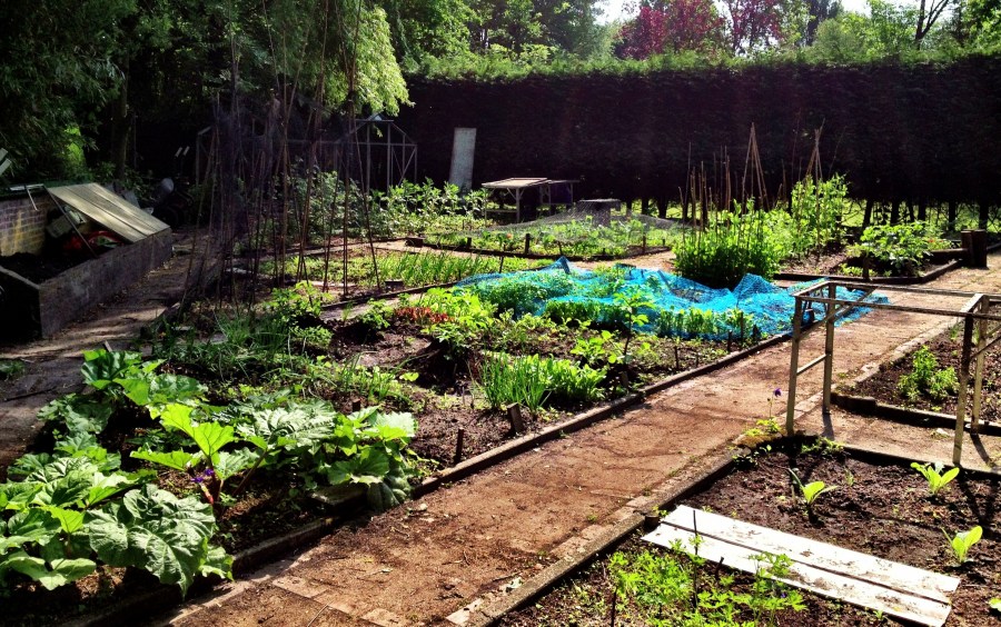Watching the garden grow...  (June 2013)