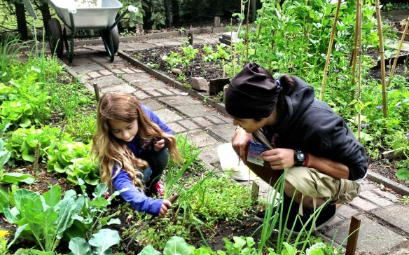 Harvesting in the children's bed (June 2013)