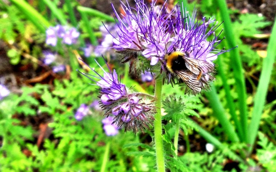 One of a gardener's best friends.