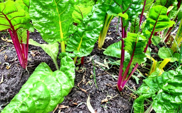 Swiss Chard: my favourite. Good for the city plot, and the balcony.