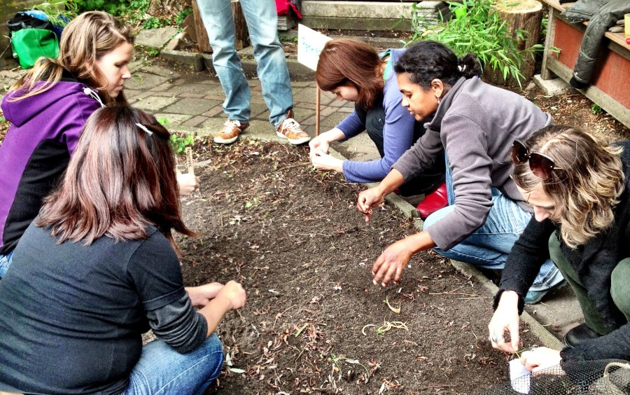 Here we go again... planting a cover crop to be ready for the next season (October 2013)