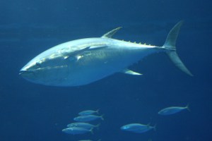 Pacific Bluefin Tuna Image: Gerick Bergsma 2010/ Marine Photobank